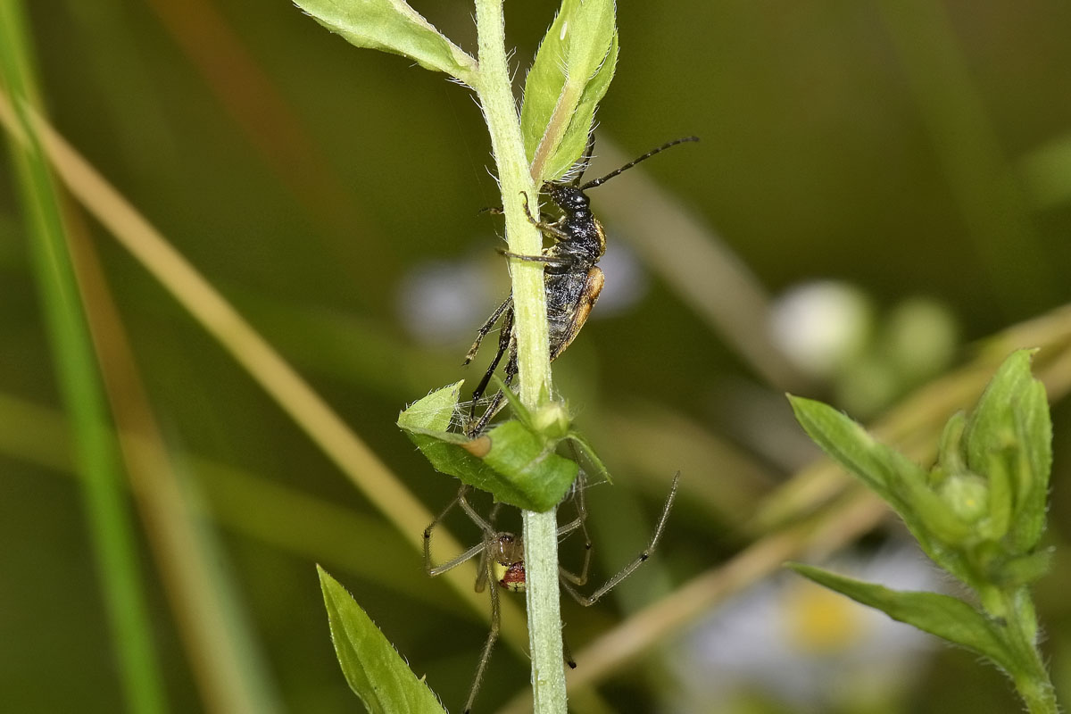 Pachytodes erraticus: 